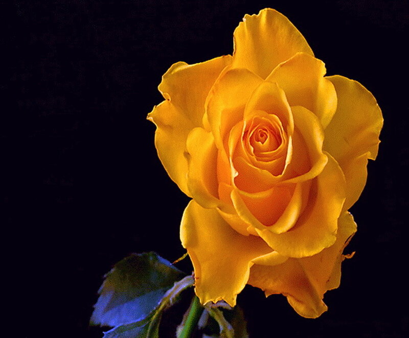 Yellow Rose Flower — Dramatic, Photograph, Stem, Leaf