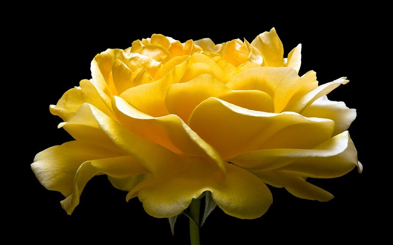 Yellow Rose Flower — Dramatic, Photograph, Stem, Petals