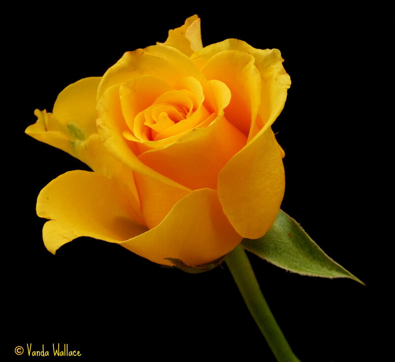 Yellow Rose Flower — Dramatic, Photograph, Stem