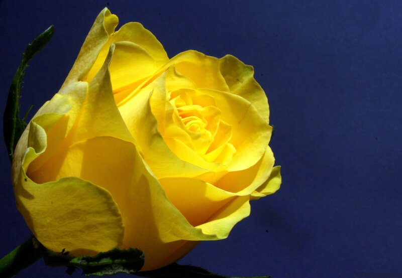 Yellow Rose Flower — Dramatic, Photograph