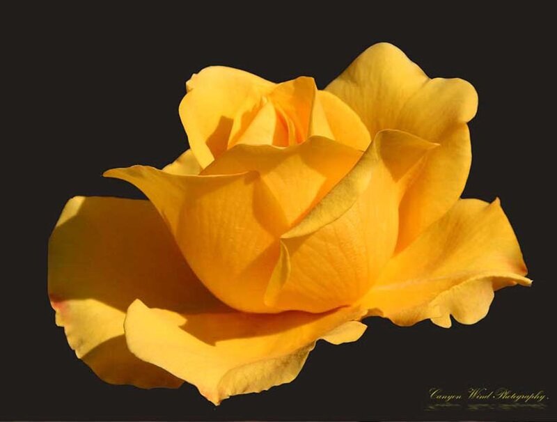 Yellow Rose Flower — Dramatic