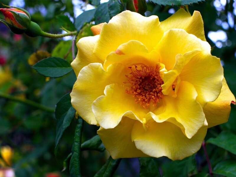 Yellow Rose Flower — Natural, Afternoon
