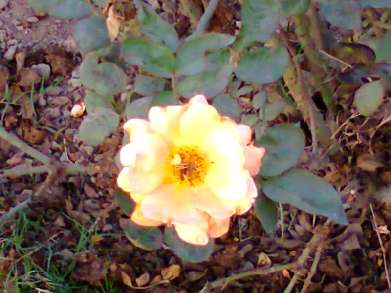 Yellow Rose Flower — Natural