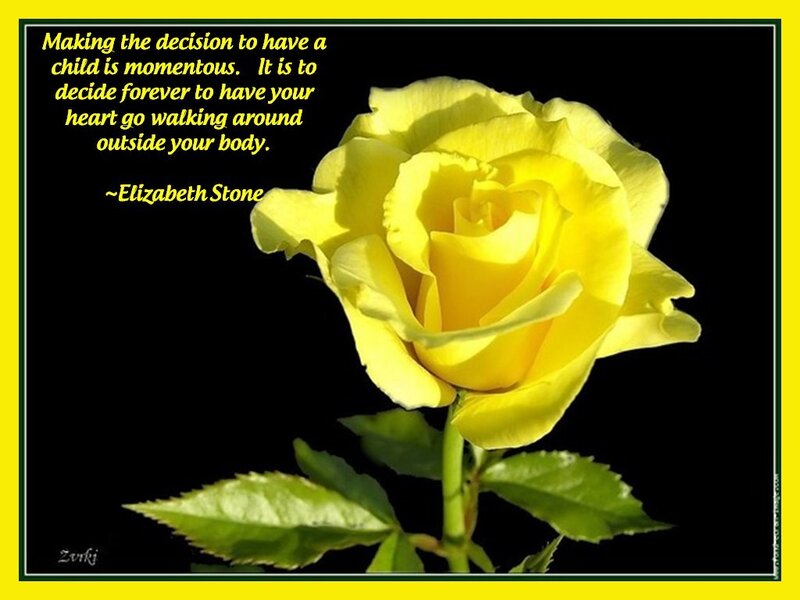 Yellow Rose Flower — Reflective