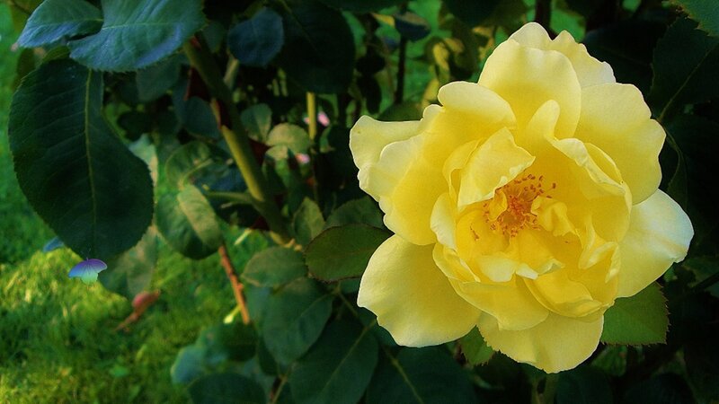 Yellow Rose Flower — Serene, Afternoon, Photograph, Butterfly