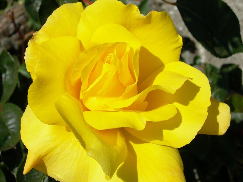 Yellow Rose Flower — Serene, Afternoon, Photograph, Leaves