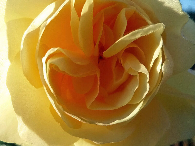 Yellow Rose Flower — Serene, Afternoon, Photograph, Petals