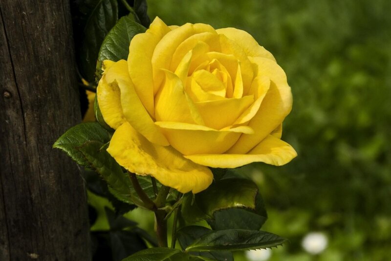 Yellow Rose Flower — Serene, Afternoon, Photograph, Wooden Post