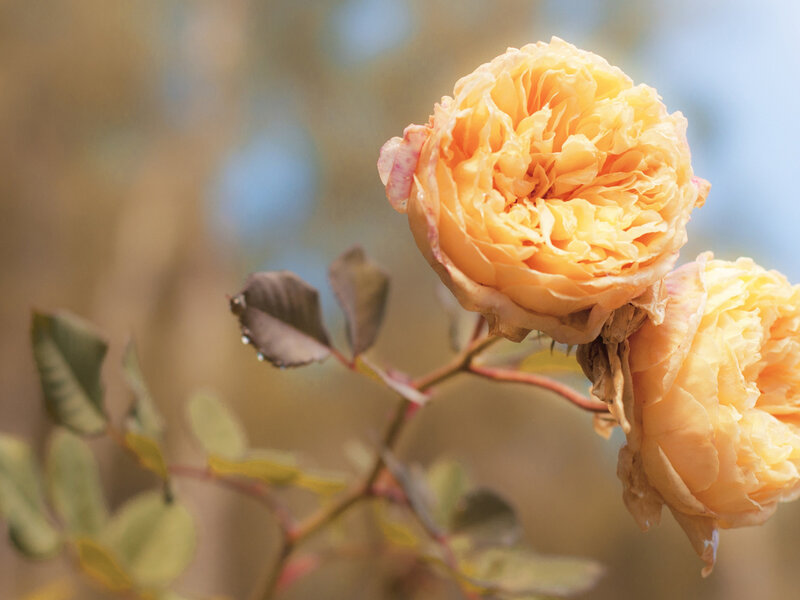 Yellow Rose Flower — Serene, Afternoon