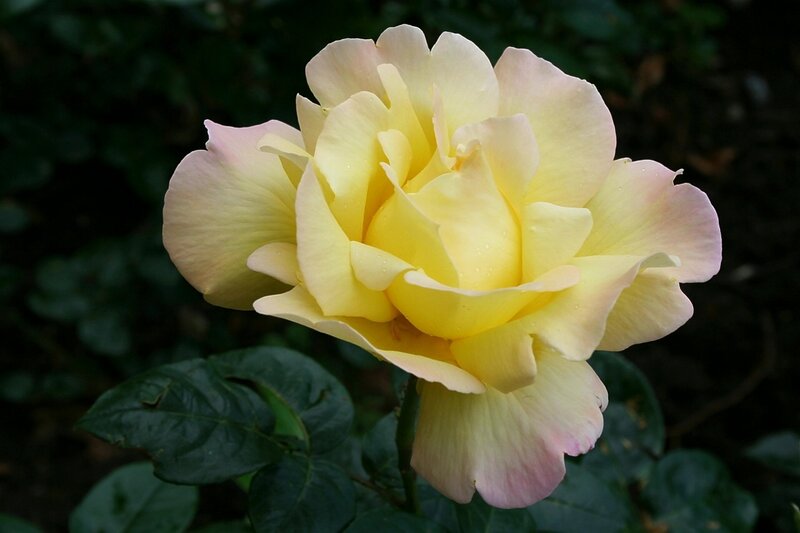 Yellow Rose Flower — Serene, Photograph, Leaves, Petals