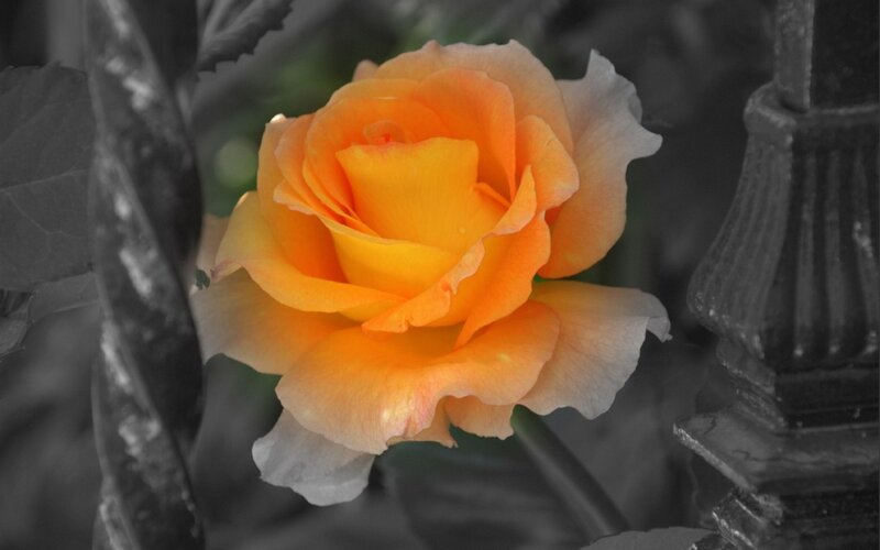 Yellow Rose Flower — Serene, Photograph, Leaves