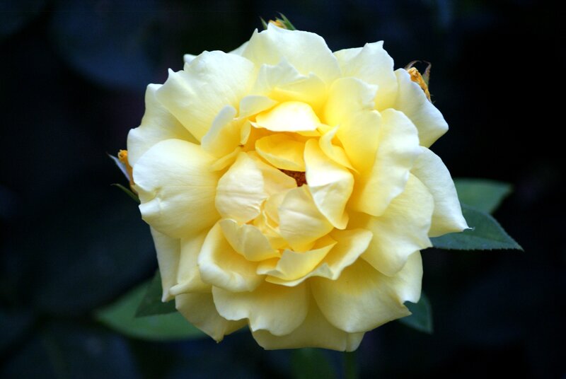 Yellow Rose Flower — Serene, Photograph, Petals, Leaves