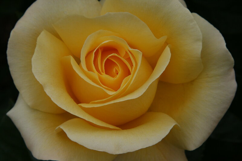 Yellow Rose Flower — Serene, Photograph, Petals, Water Droplets