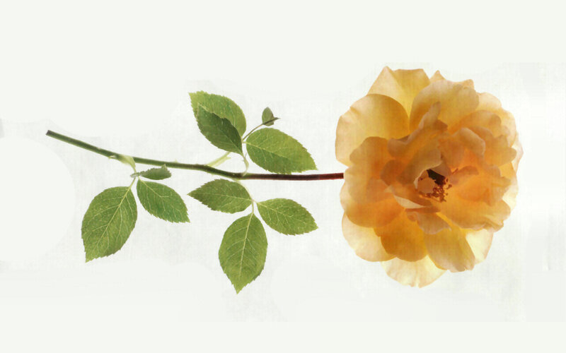 Yellow Rose Flower — Serene, Photograph, Stem