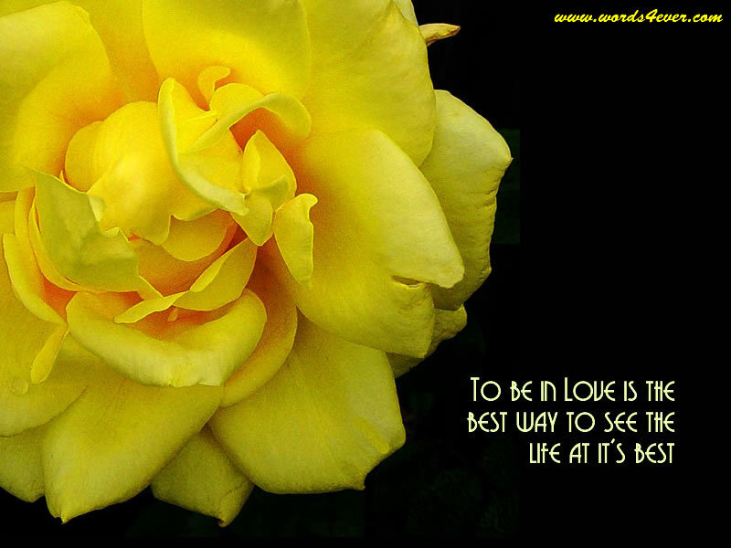 Yellow Rose Flower — Serene, Photograph, Text