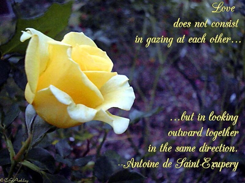 Yellow Rose Flower — Serene, Photograph