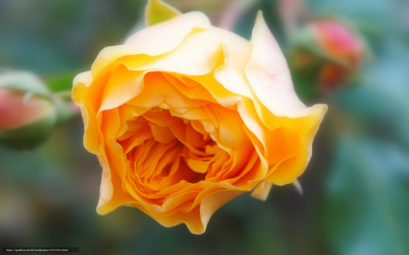 Yellow Rose Flower — Serene, Spring, Photograph, Bud