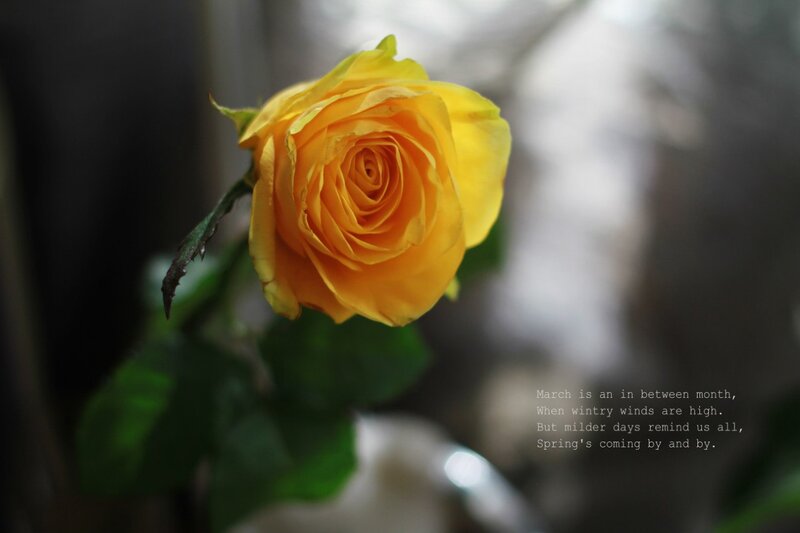 Yellow Rose Flower — Serene, Spring, Photograph