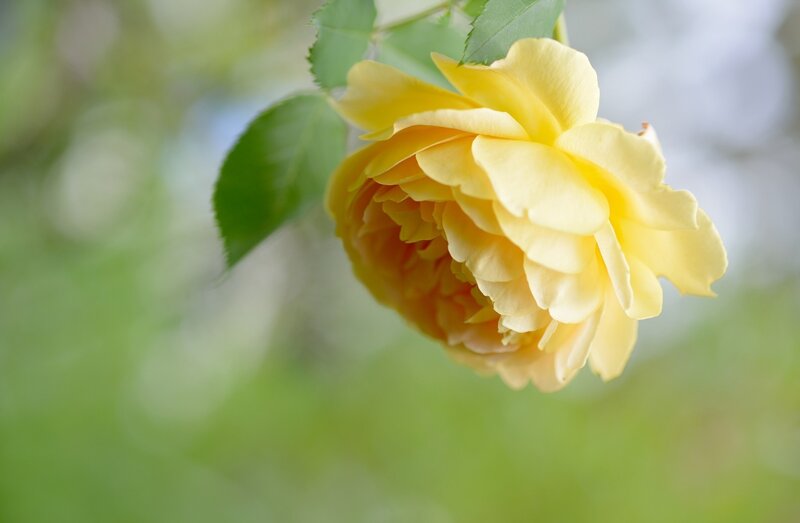 Yellow Rose Flower — Serene, Spring