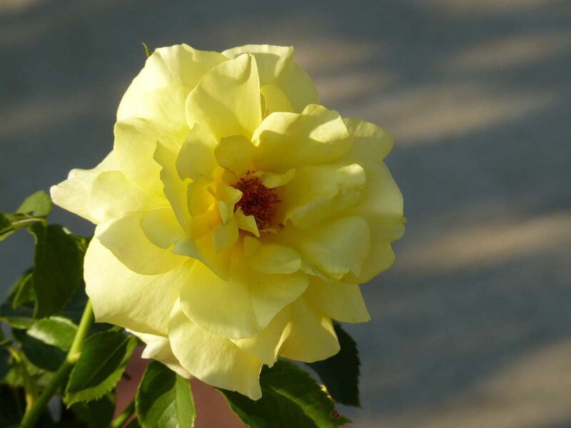 Yellow Rose Flower — Serene