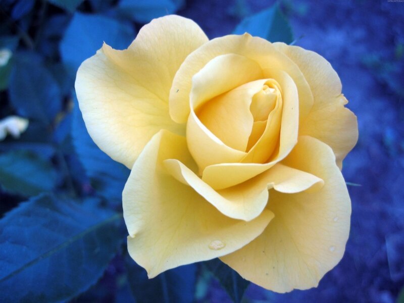 Yellow Rose Flower