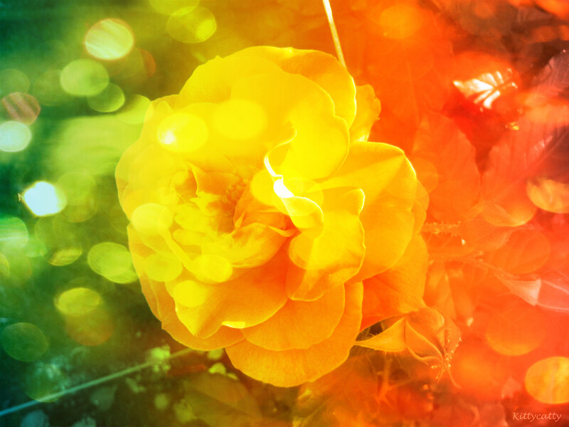 Yellow Rose Flower — Vibrant, Afternoon