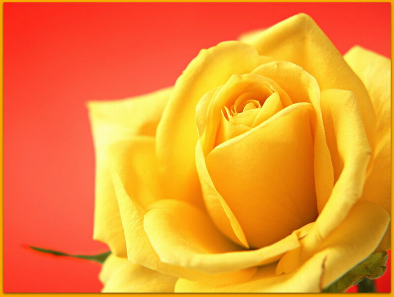 Yellow Rose Flower — Vibrant, Photograph