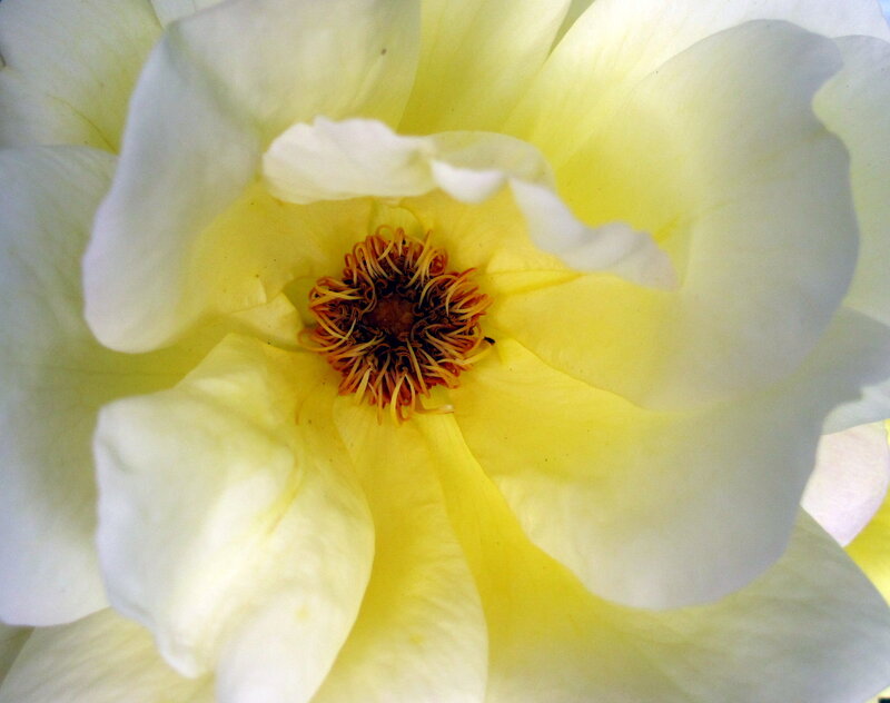 Yellow Rose Flower — White, Calm