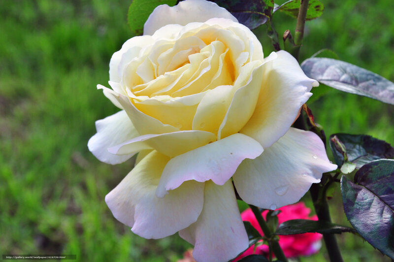 Yellow Rose Flower — White, Serene