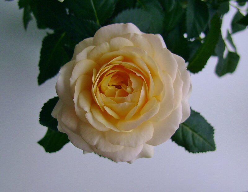 Yellow Rose Flower — White