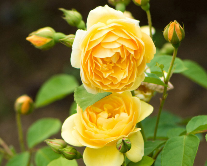Yellow Rose Flowers — Calm