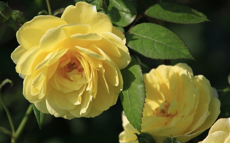Yellow Rose Flowers — Serene, Afternoon