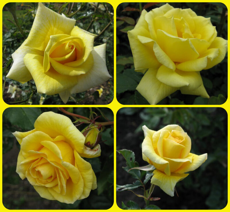 Yellow Rose Flowers