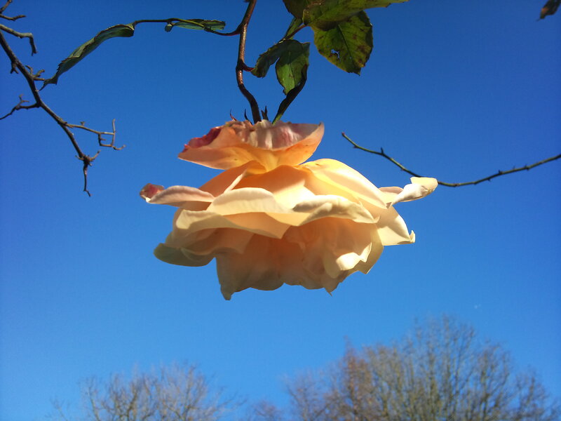 Yellow Rose Hanging