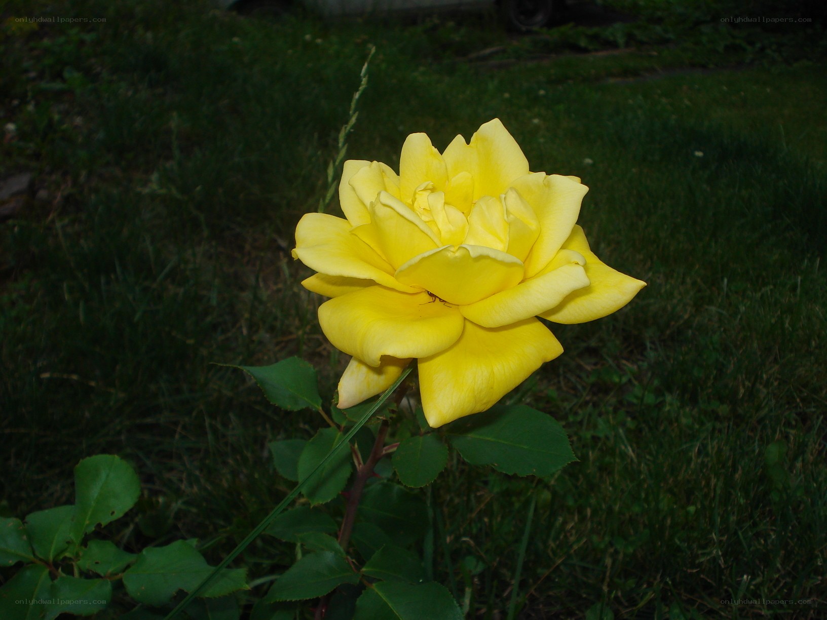 Yellow rose in a garden