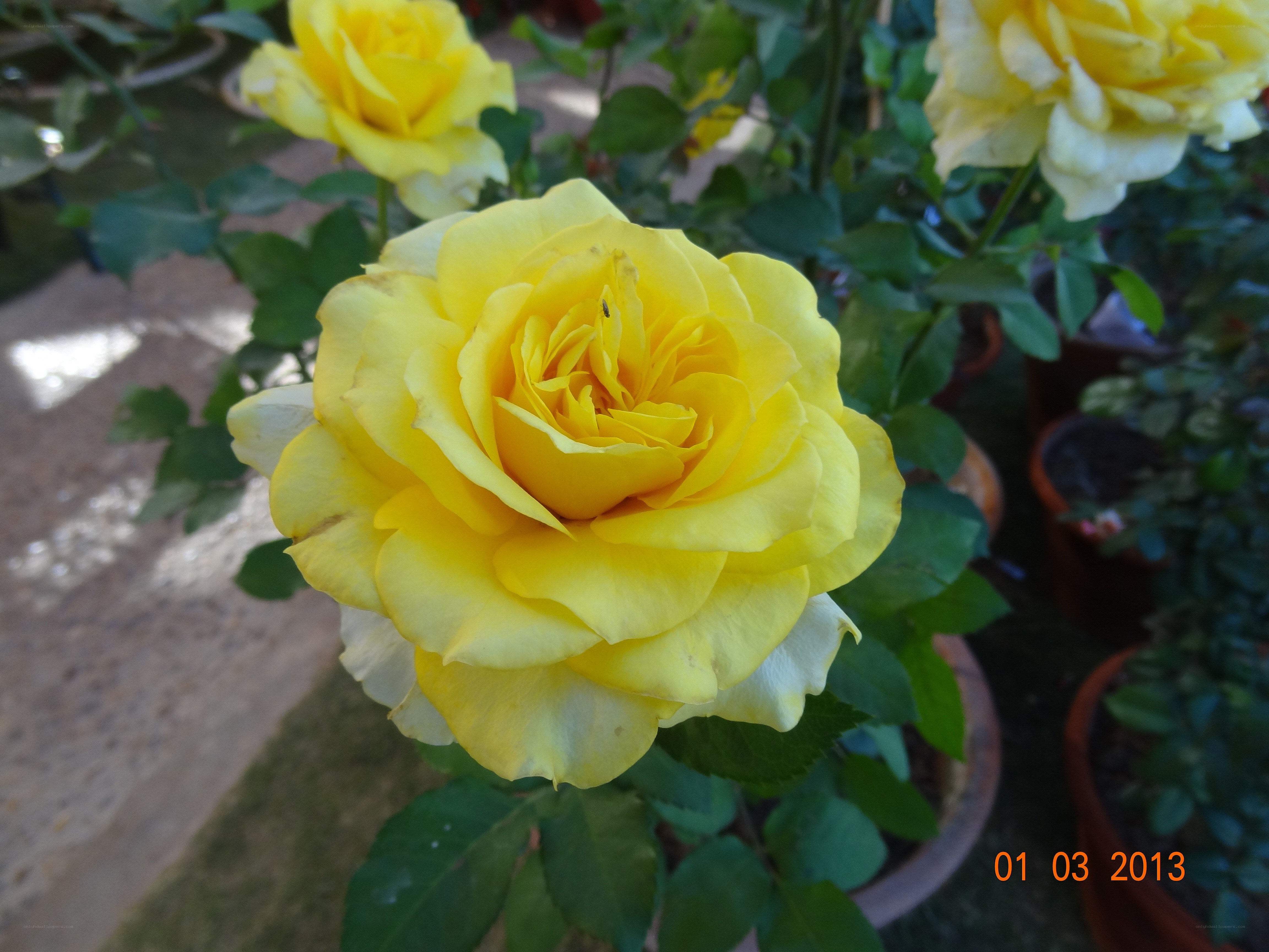yellow rose in a pot