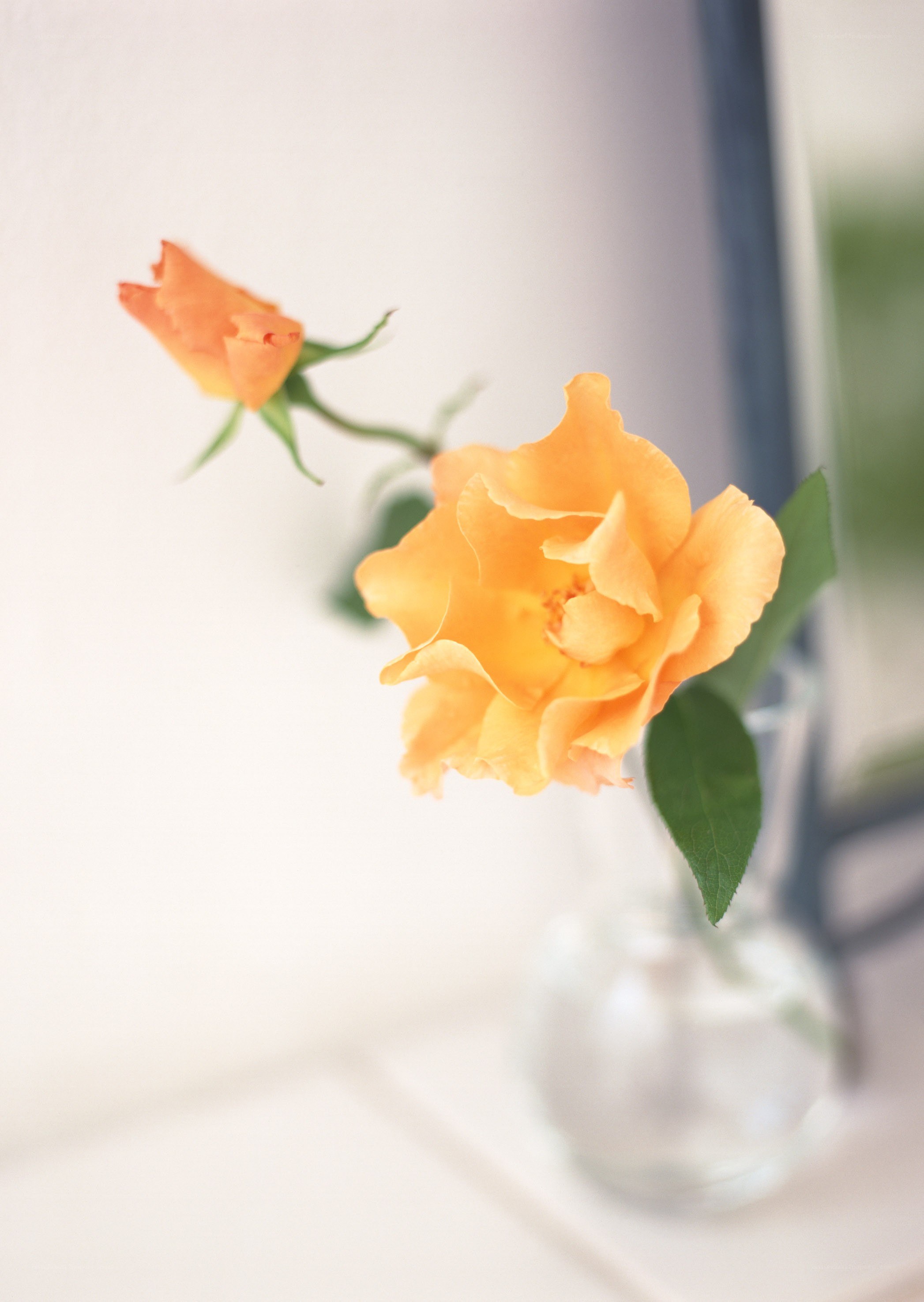 Yellow rose in a vase