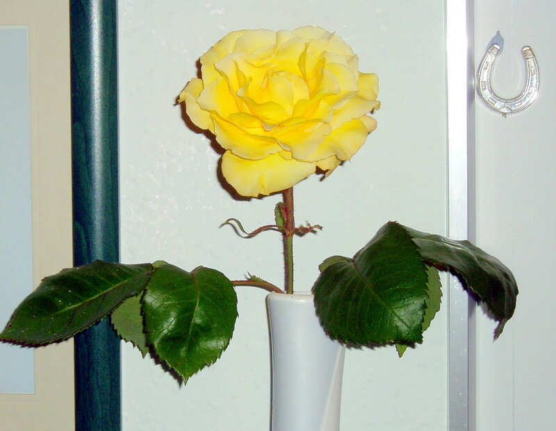 Yellow rose in a white vase