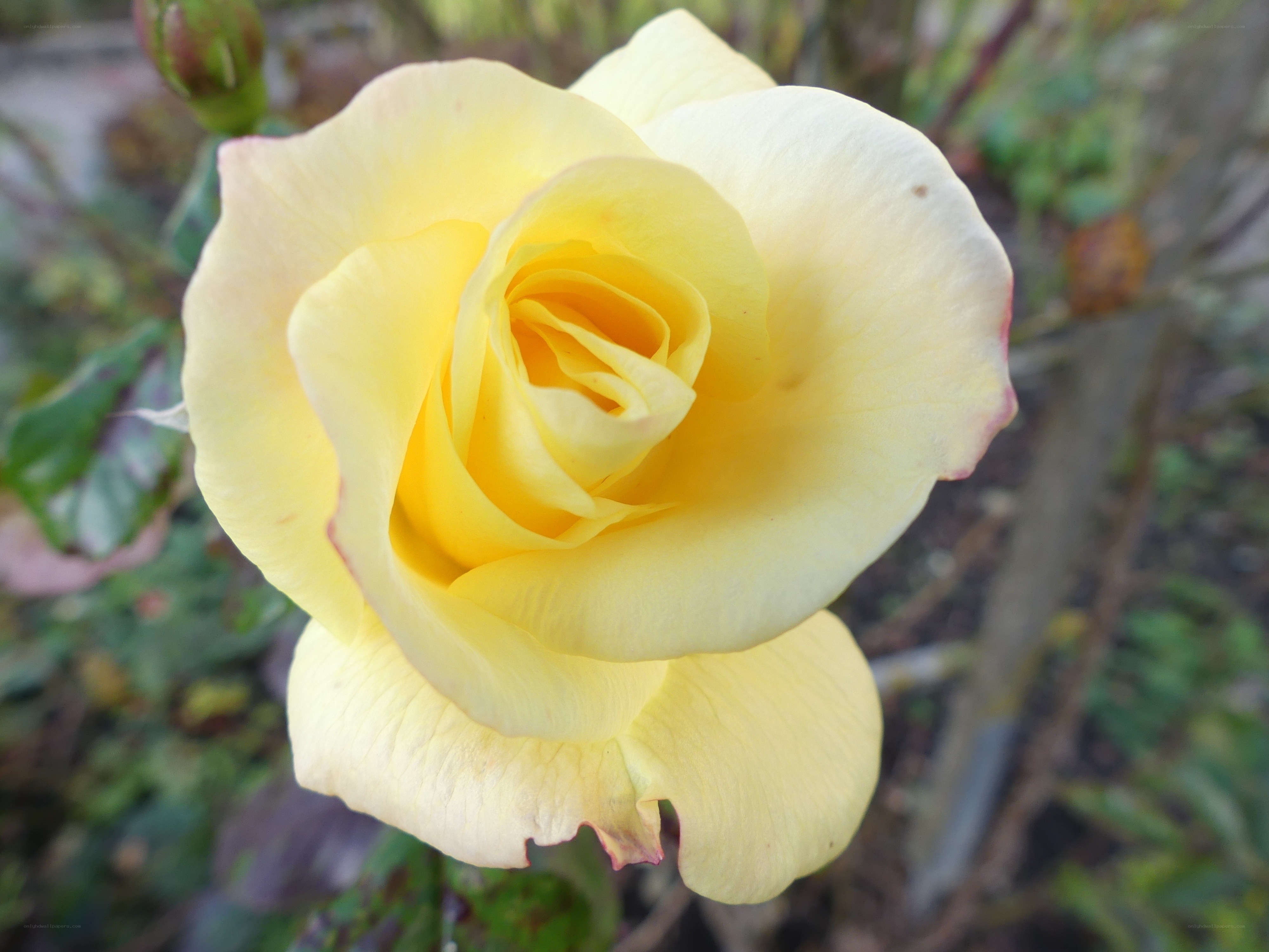 yellow rose in bloom