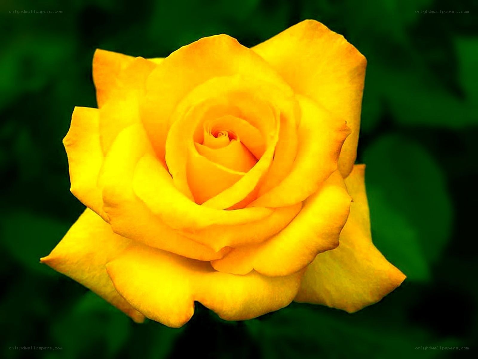 Yellow rose in bloom