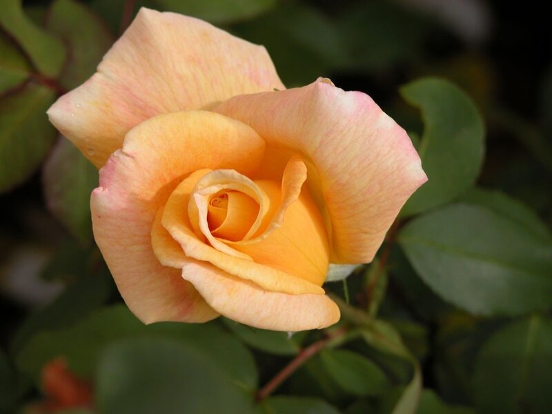 yellow rose in bloom