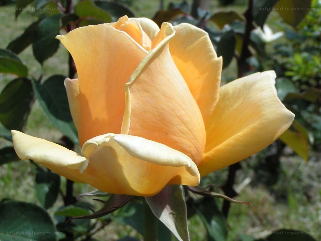 yellow rose in bloom