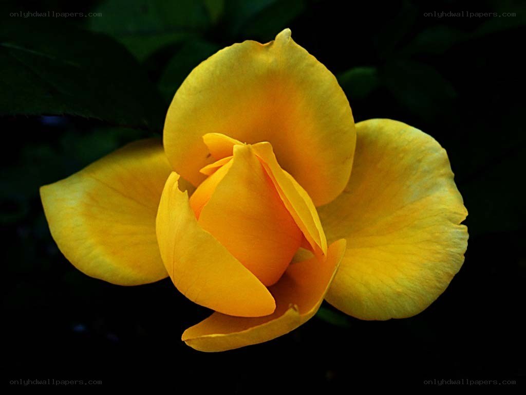 Yellow rose in bloom