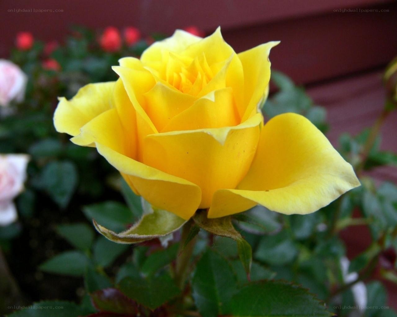 yellow rose in bloom