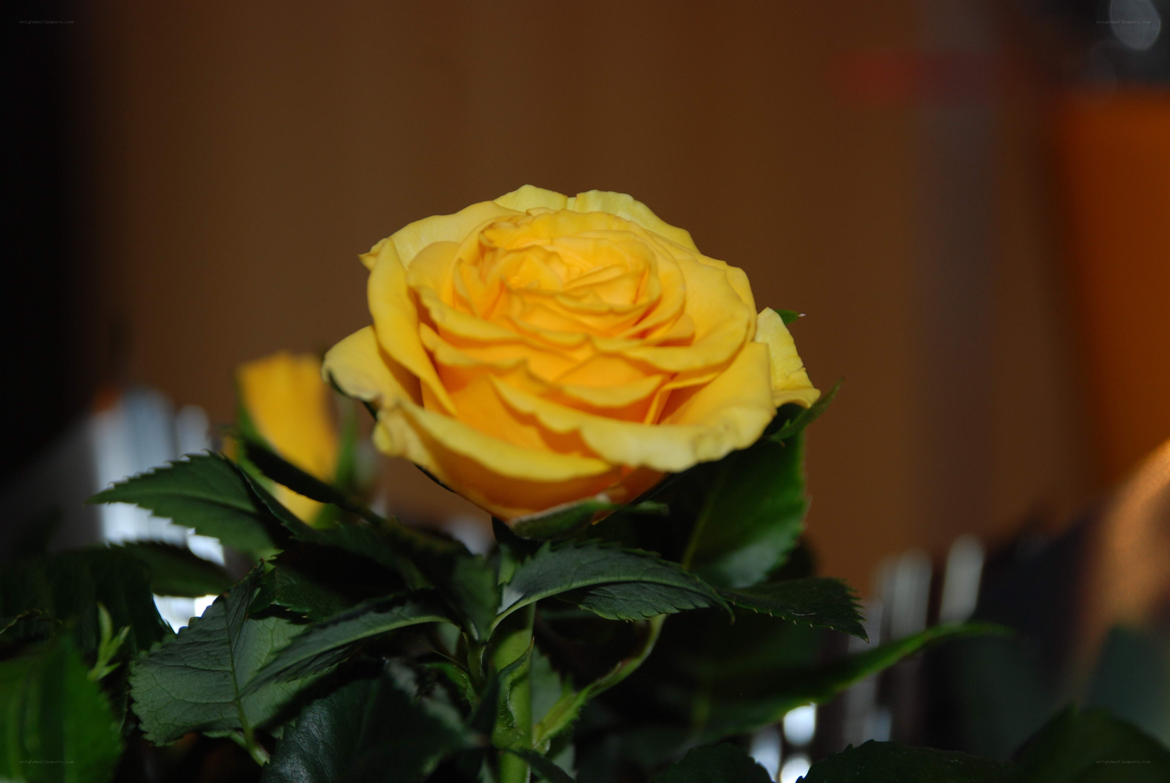 Yellow rose in bloom