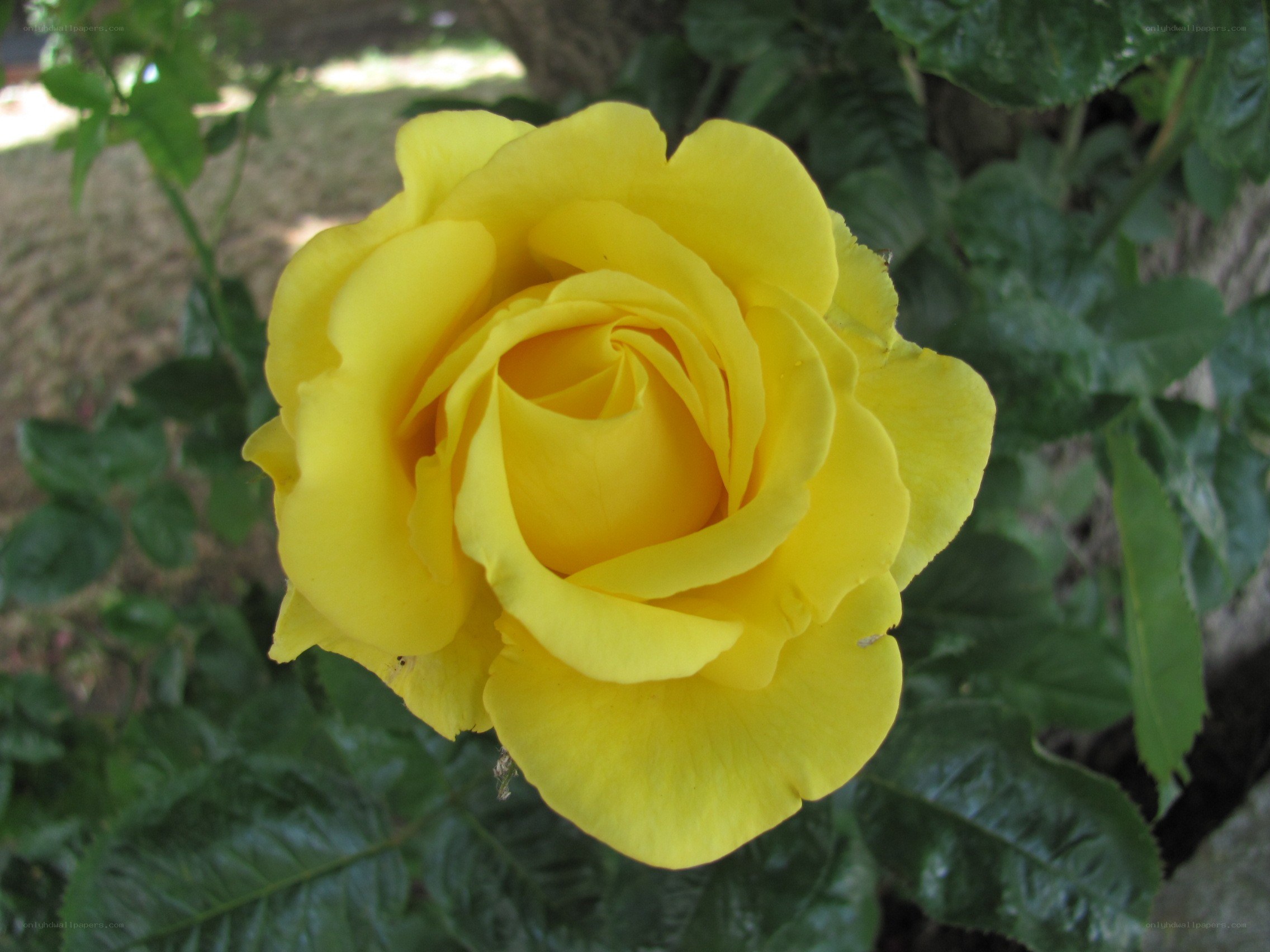 yellow rose in bloom