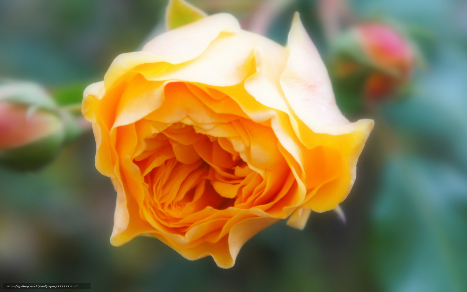 yellow rose in bloom