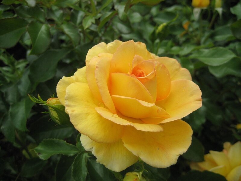 yellow rose in bloom