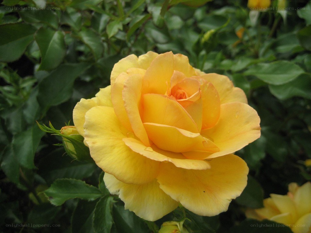 yellow rose in bloom