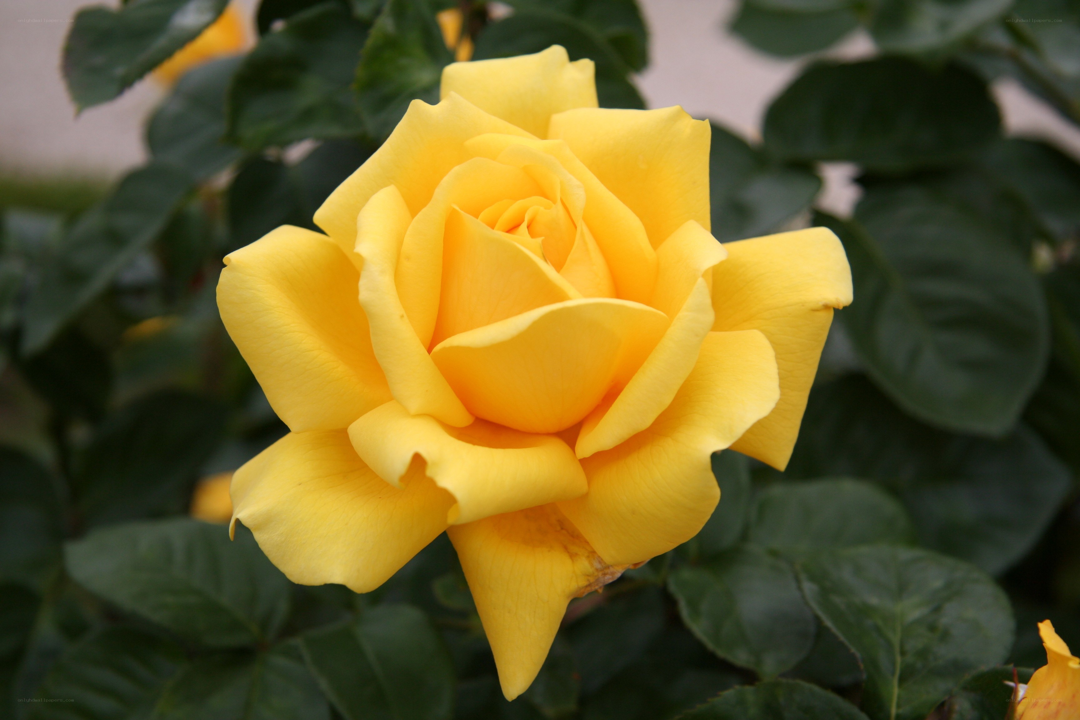 yellow rose in bloom